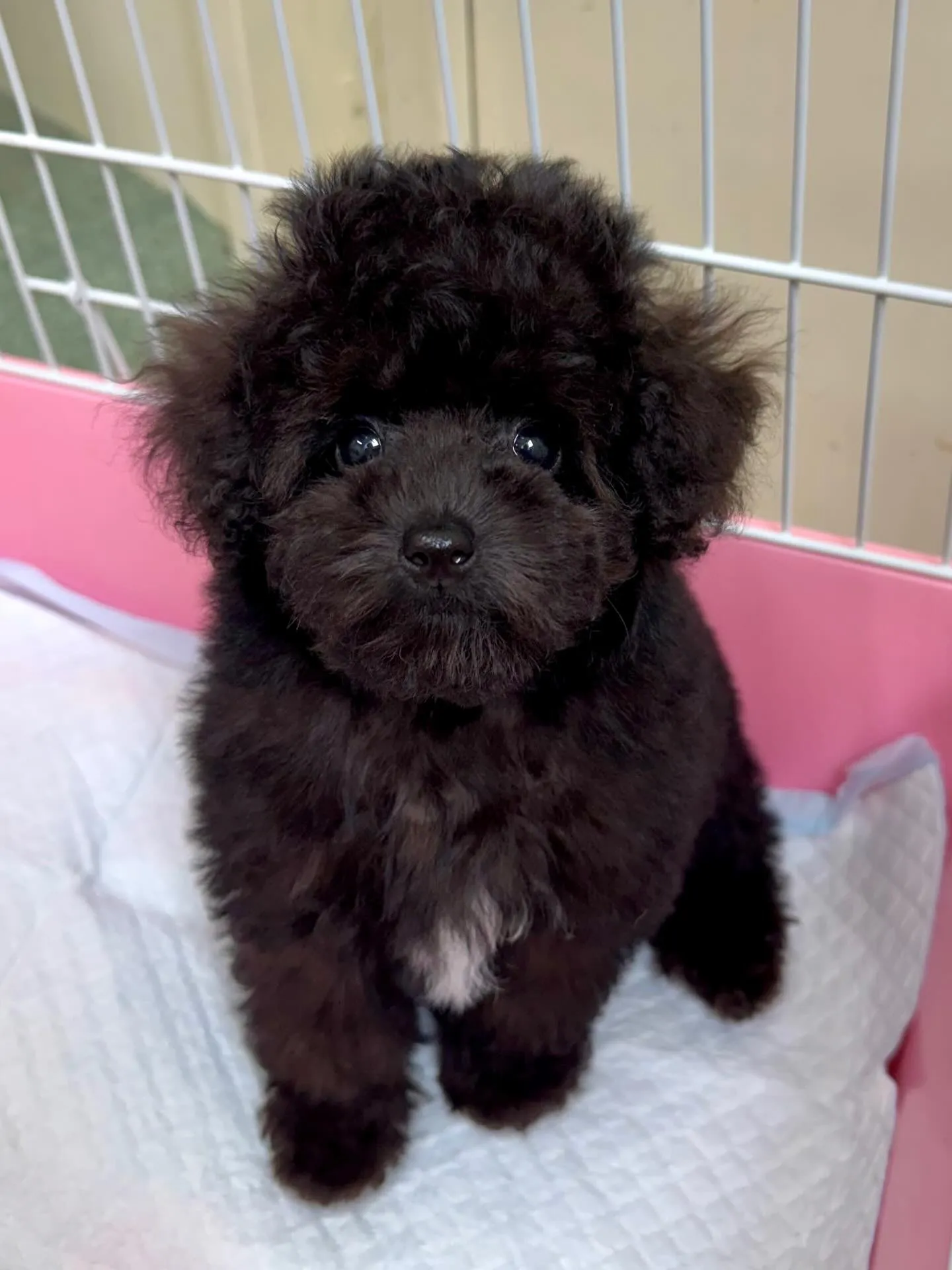 ＊＊ 巣立ち ＊＊