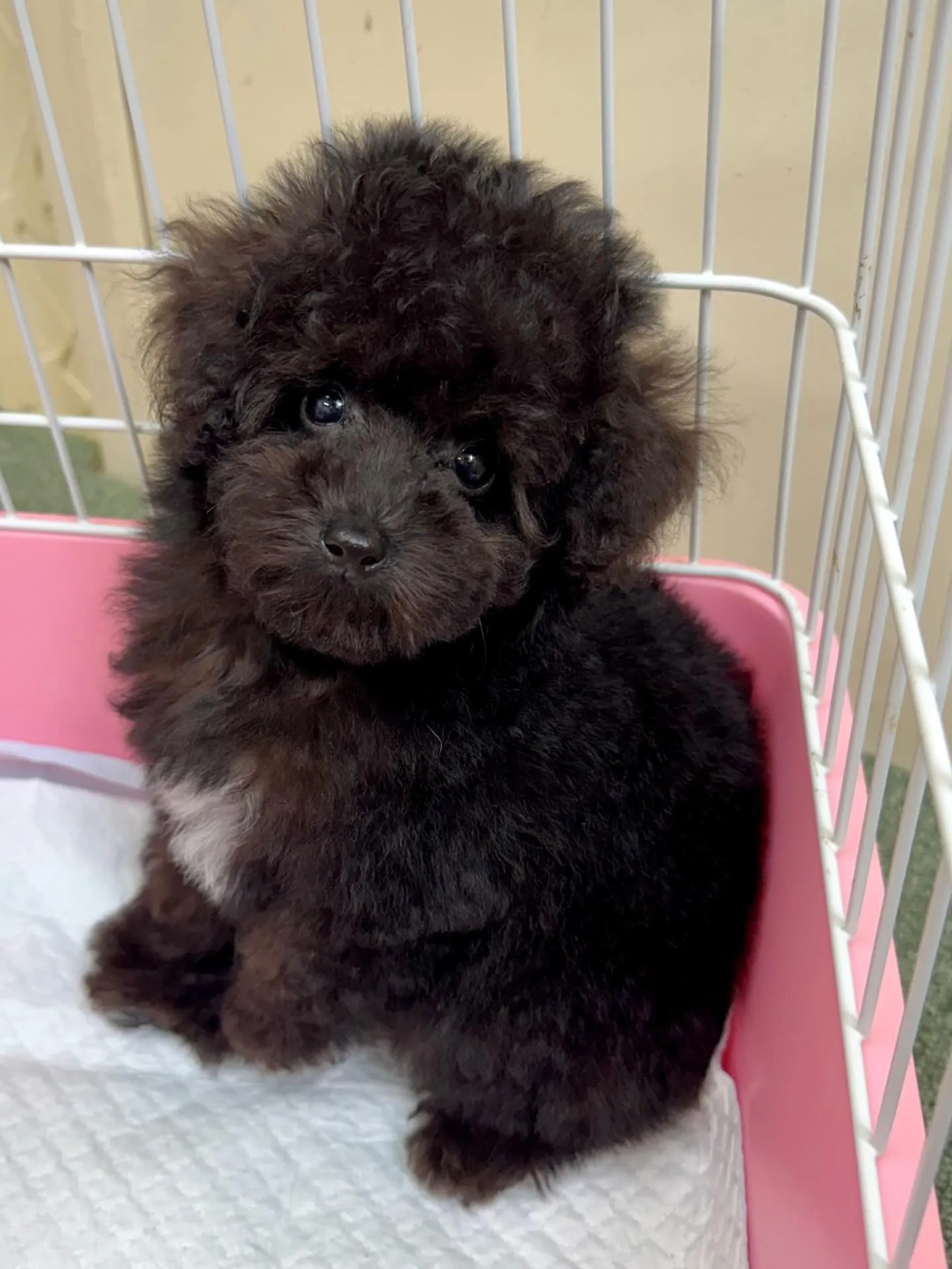 ＊＊ 巣立ち ＊＊