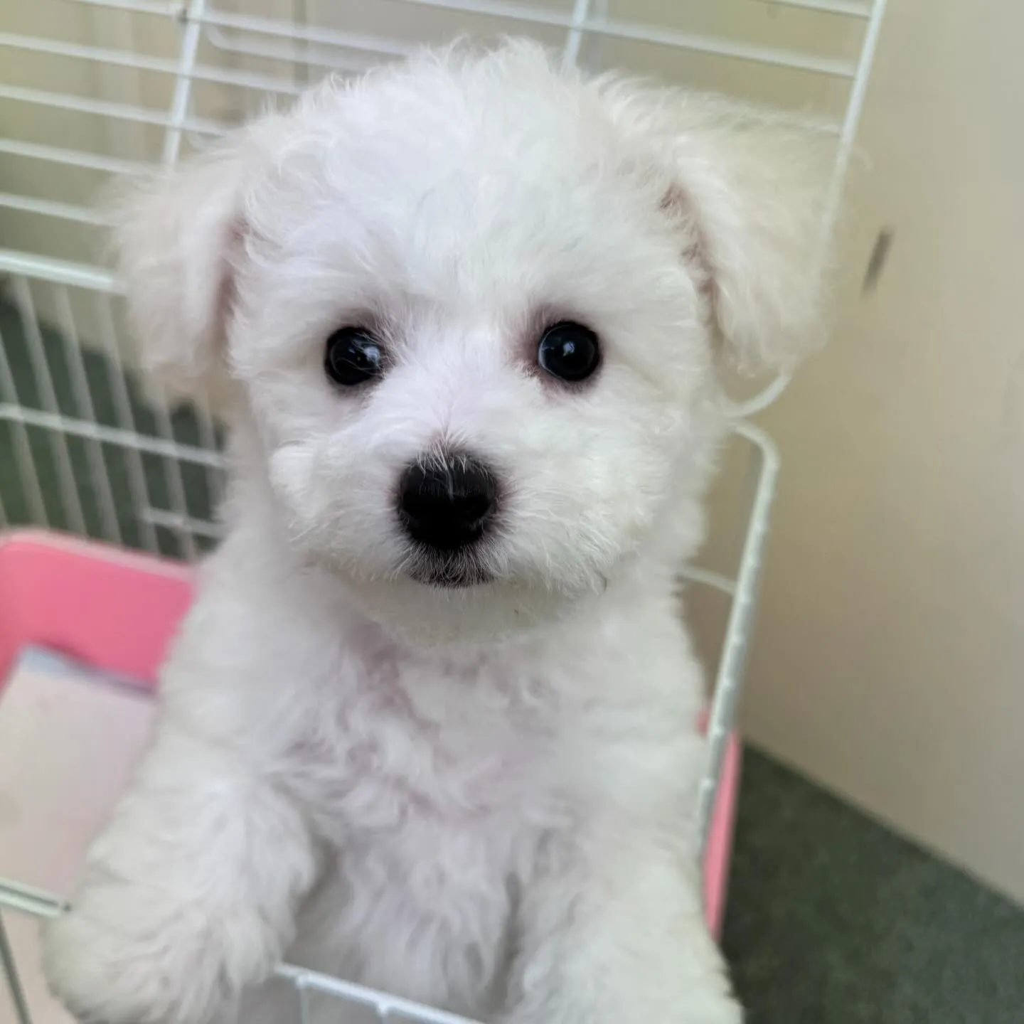 ＊＊ 巣立ち ＊＊