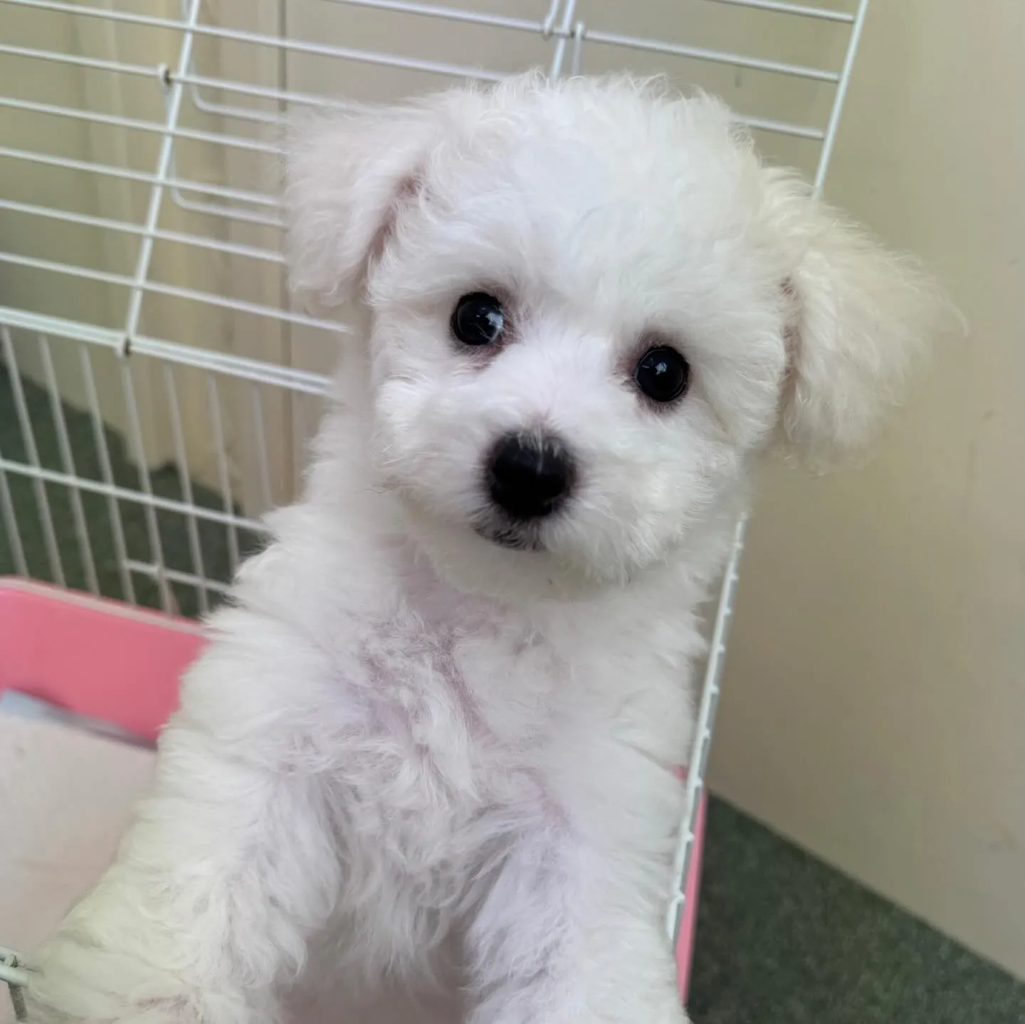 ＊＊ 巣立ち ＊＊