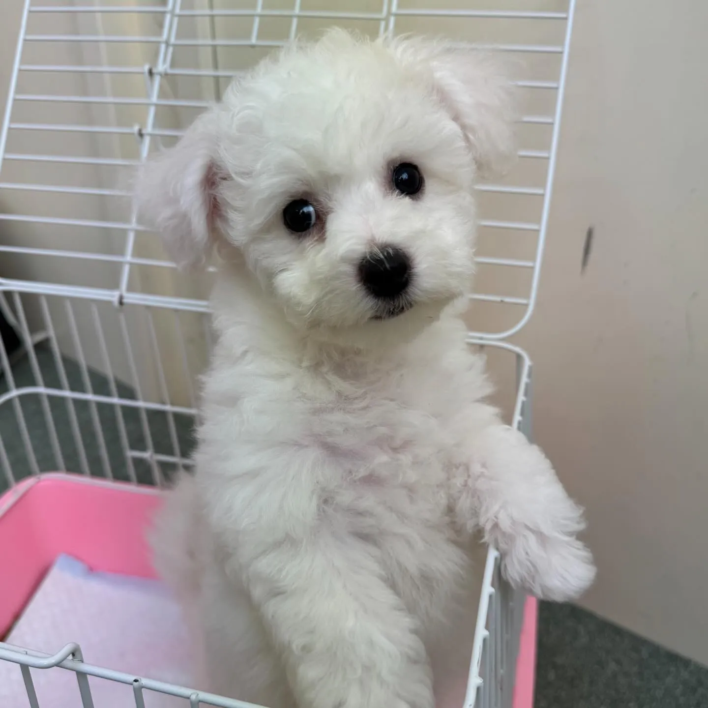 ＊＊ 巣立ち ＊＊