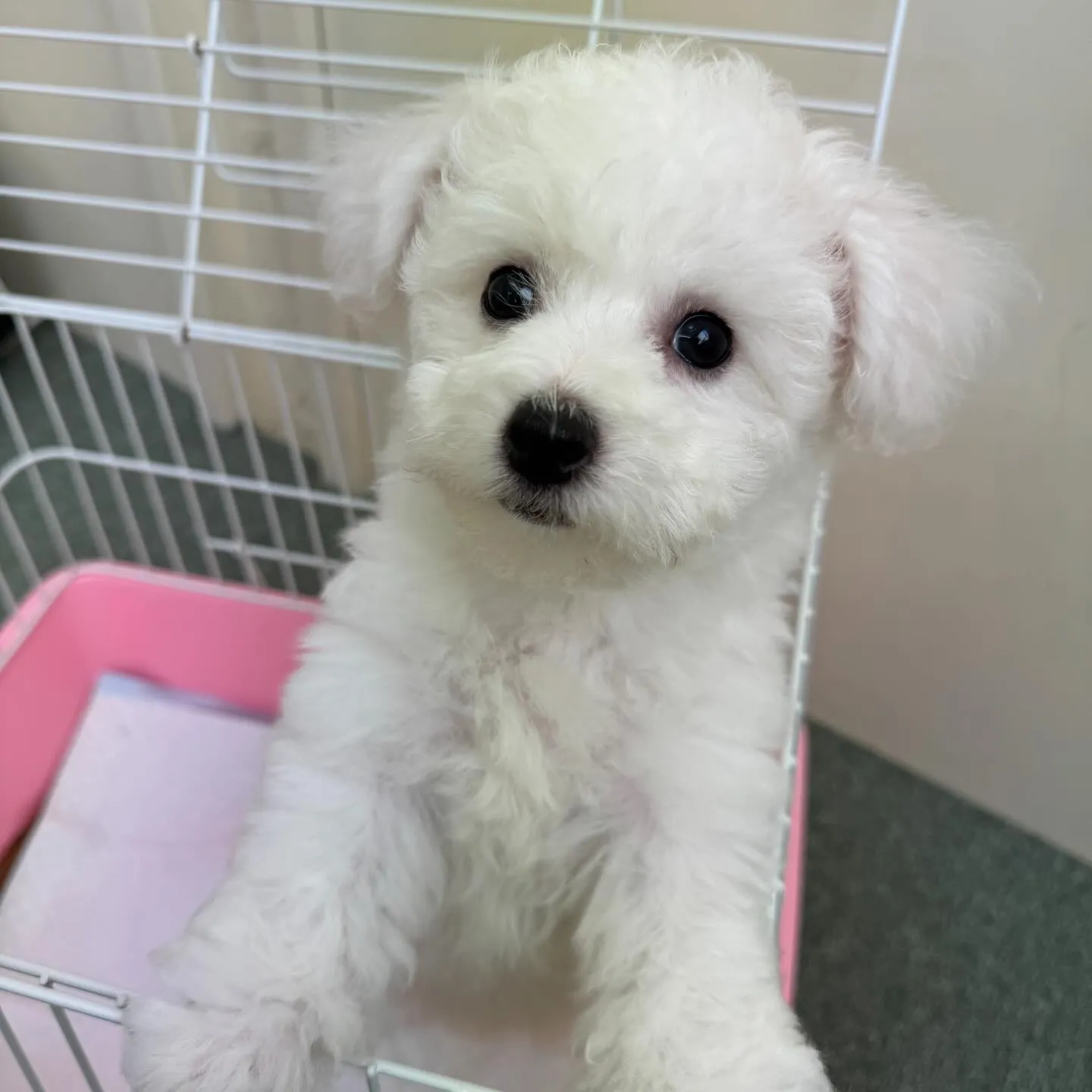 ＊＊ 巣立ち ＊＊