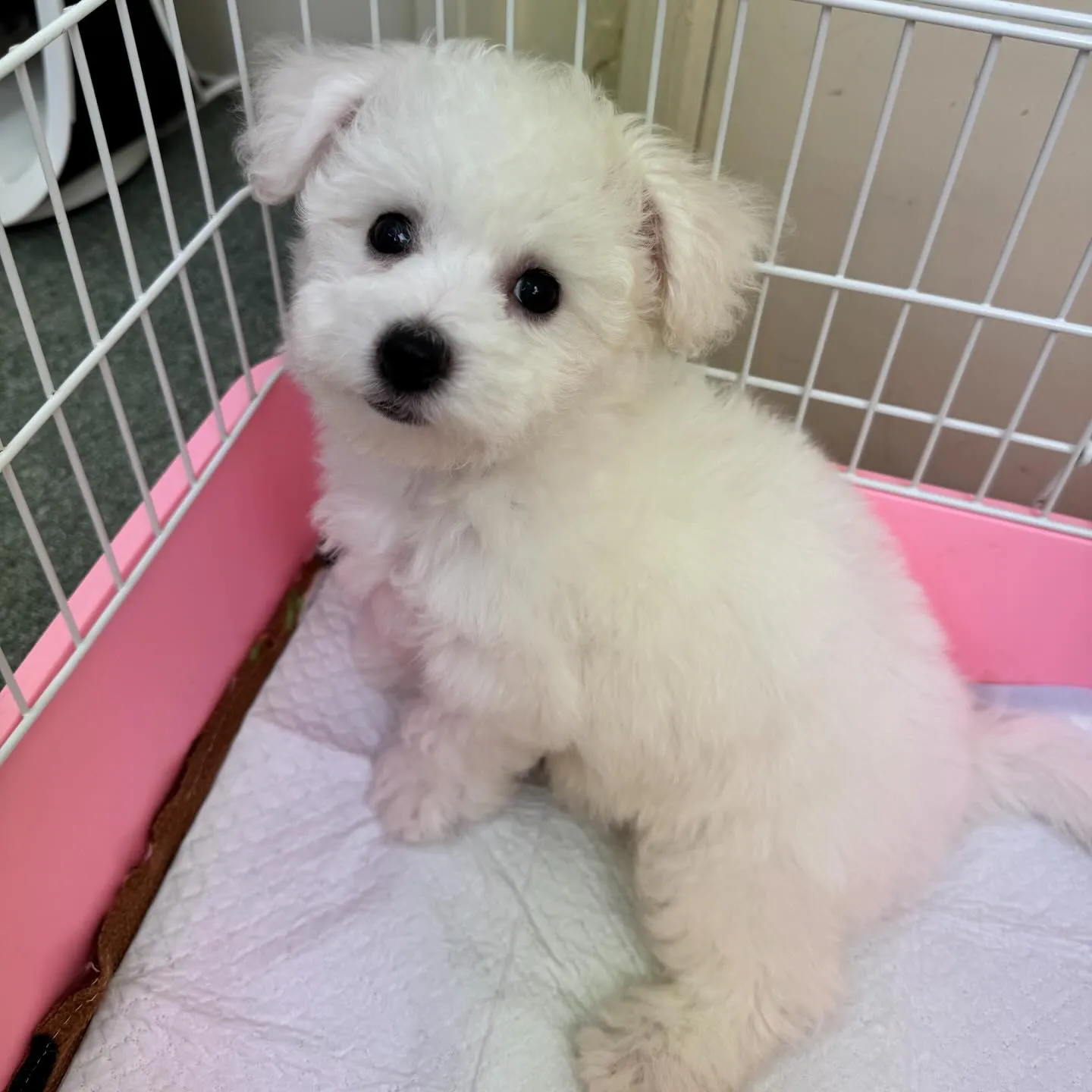 ＊＊ 巣立ち ＊＊