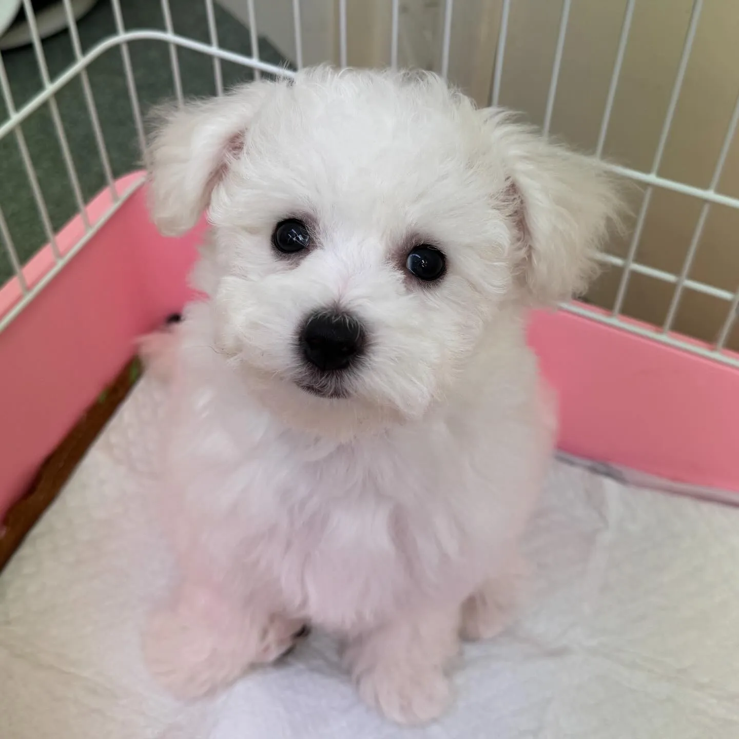 ＊＊ 巣立ち ＊＊