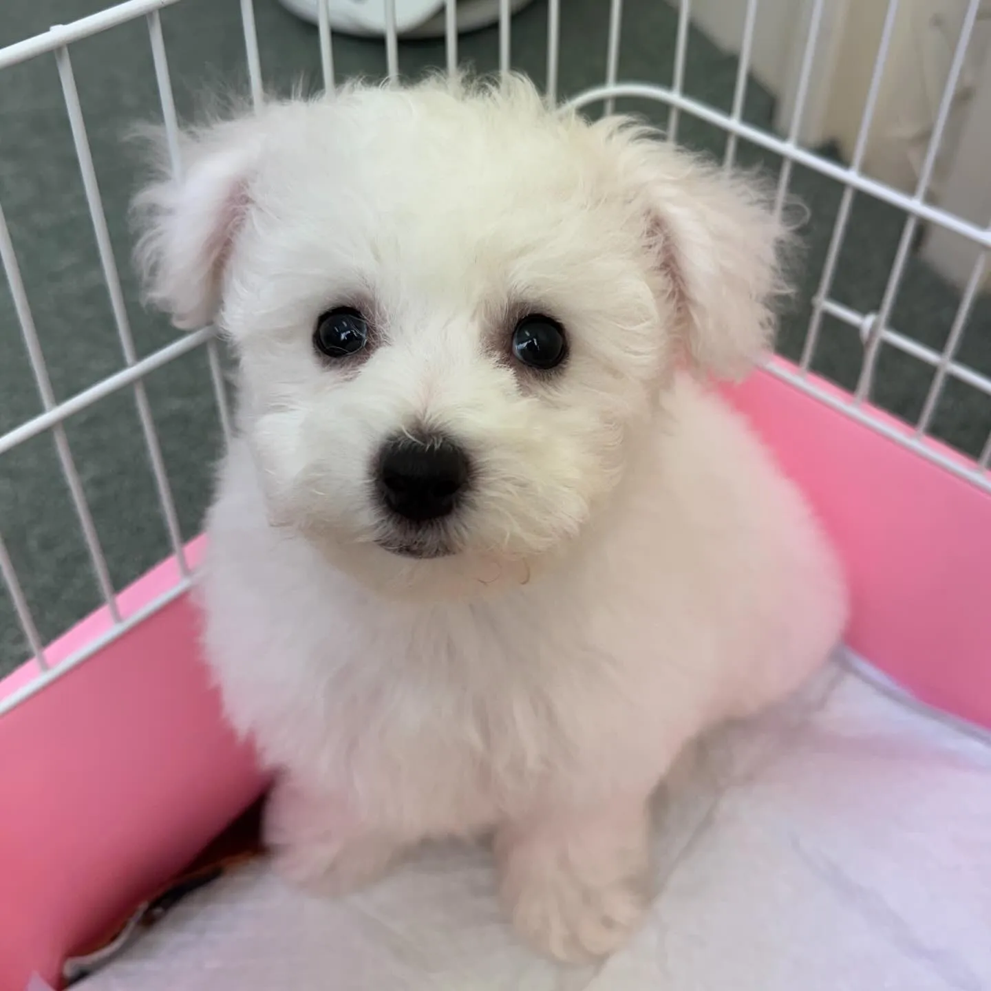 ＊＊ 巣立ち ＊＊