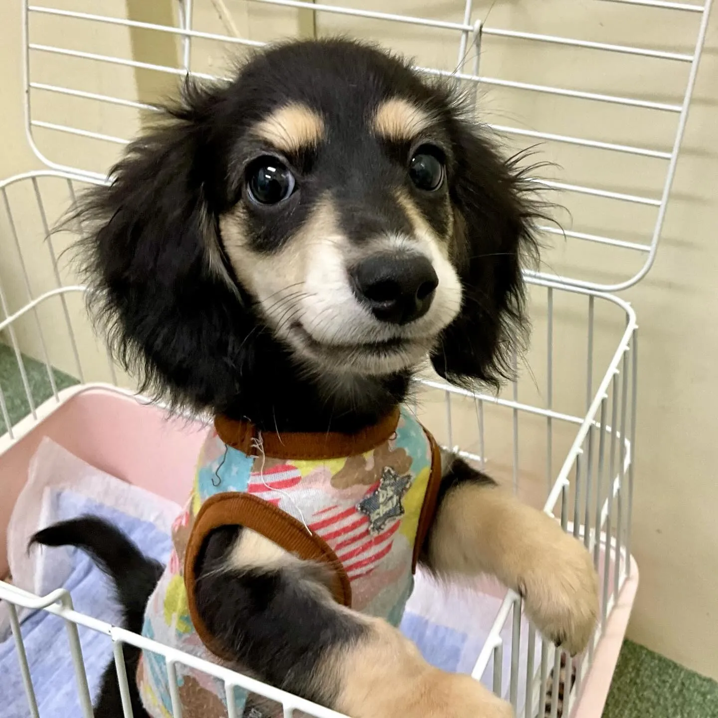 ＊＊ 巣立ち ＊＊