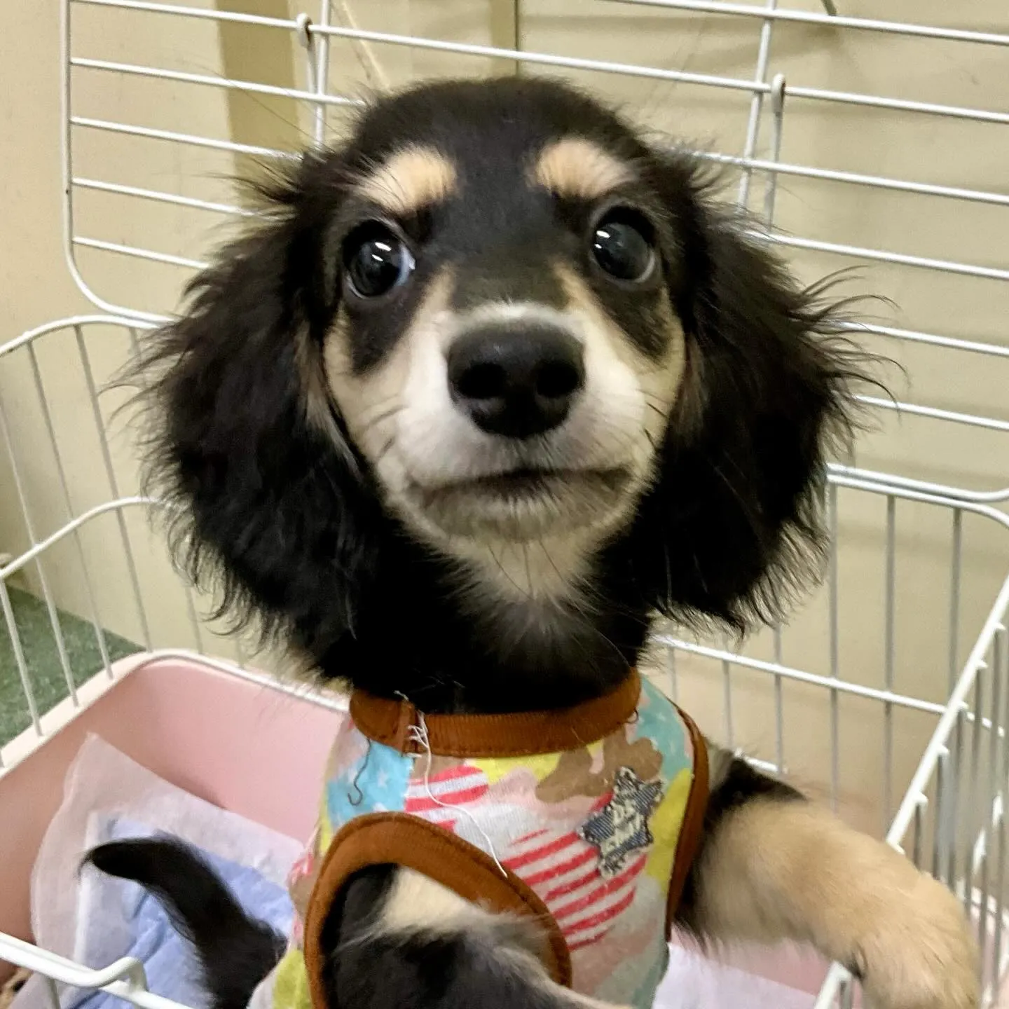 ＊＊ 巣立ち ＊＊