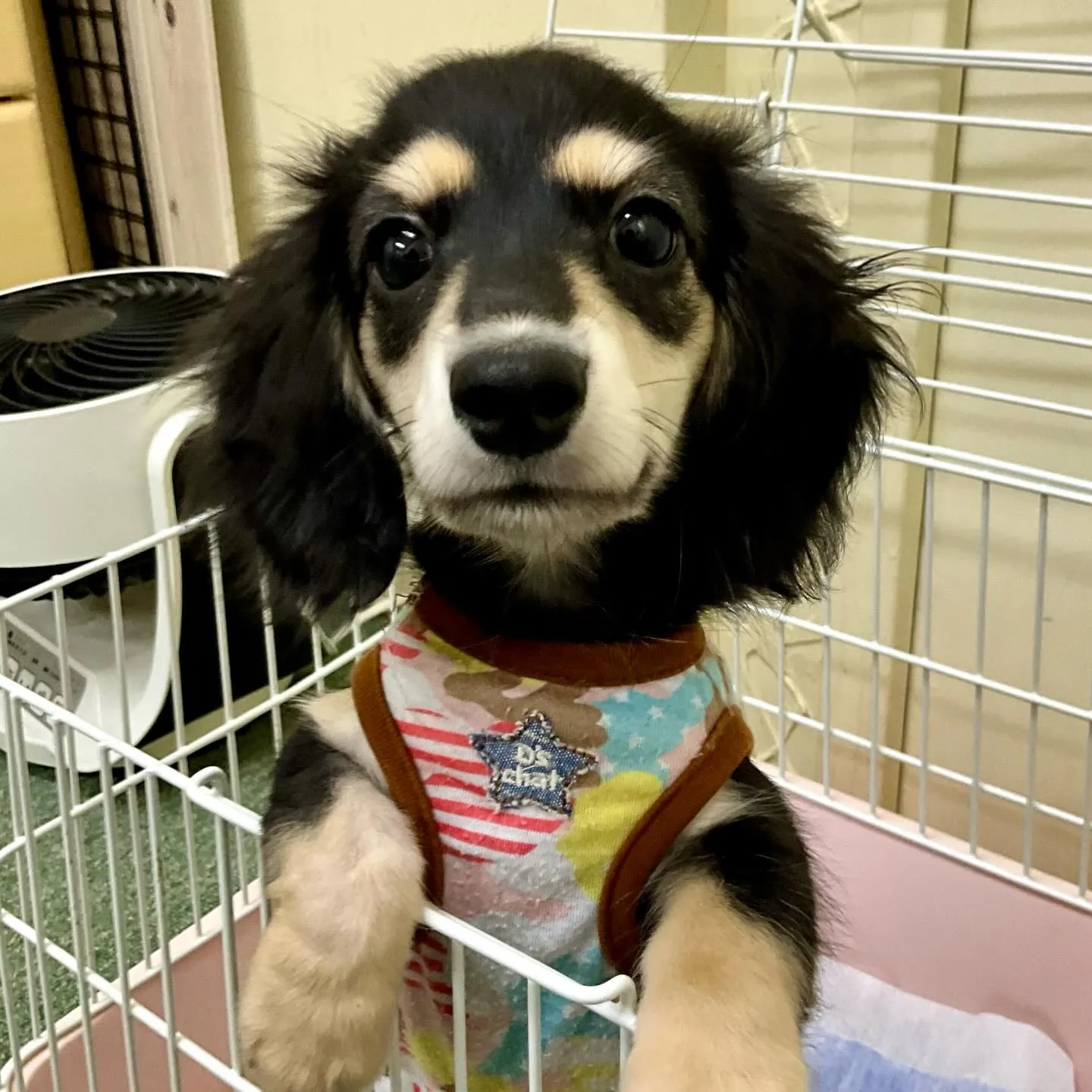 ＊＊ 巣立ち ＊＊