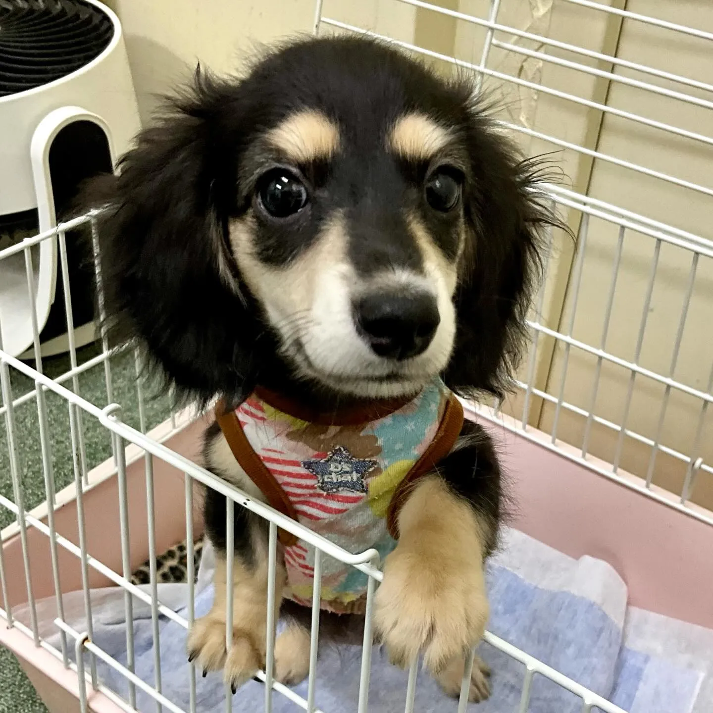 ＊＊ 巣立ち ＊＊