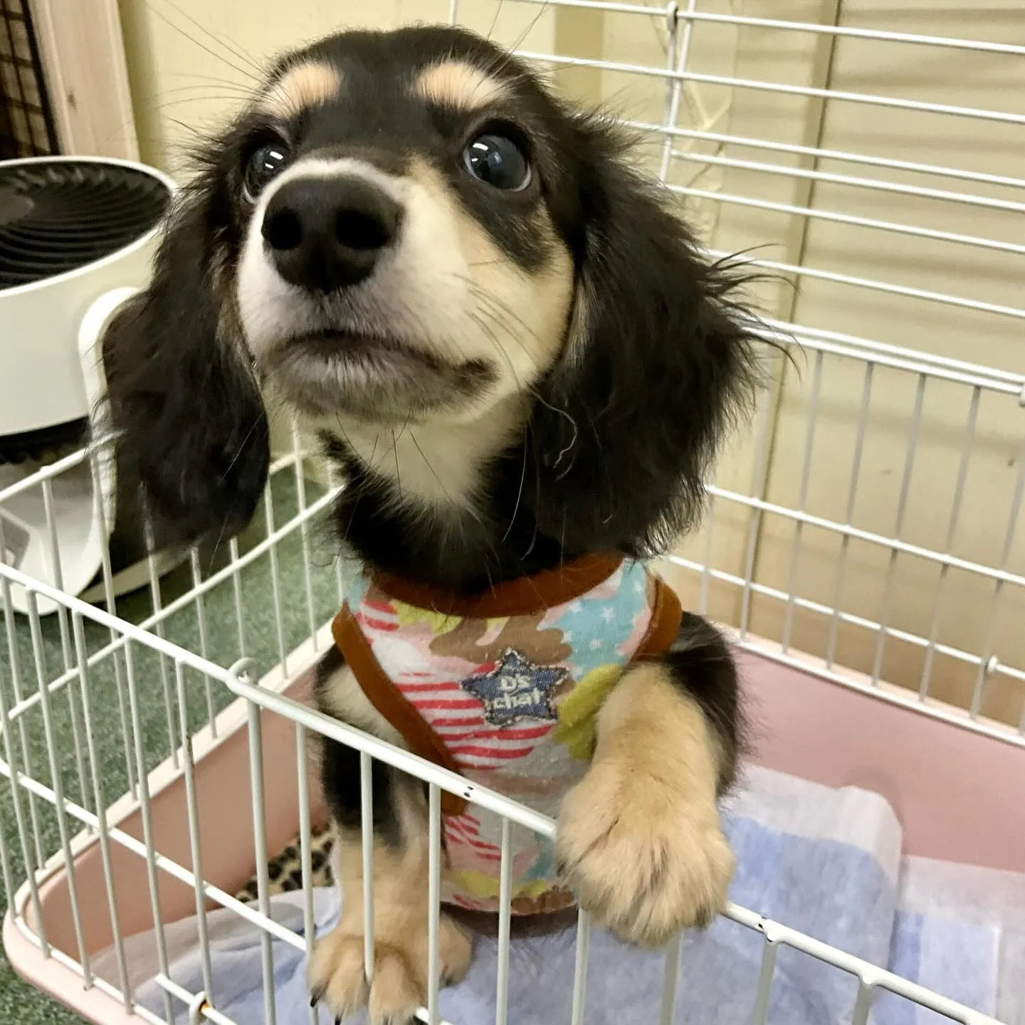 ＊＊ 巣立ち ＊＊