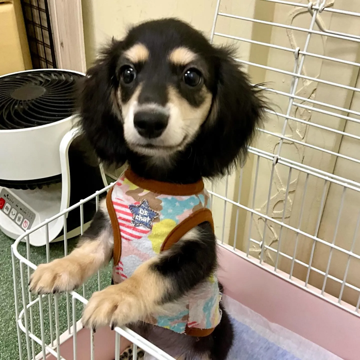 ＊＊ 巣立ち ＊＊