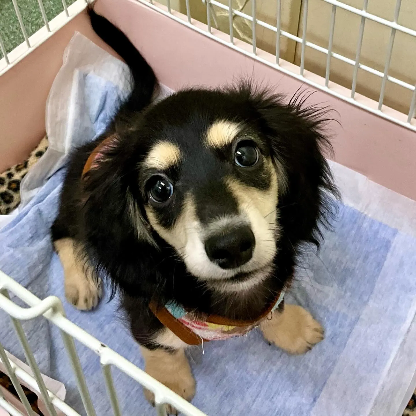 ＊＊ 巣立ち ＊＊