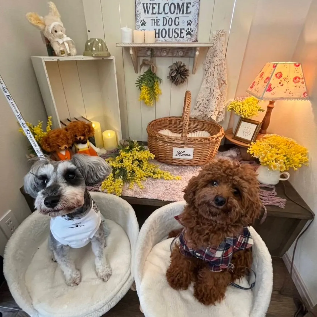 ** トモ君バースデーフォト **