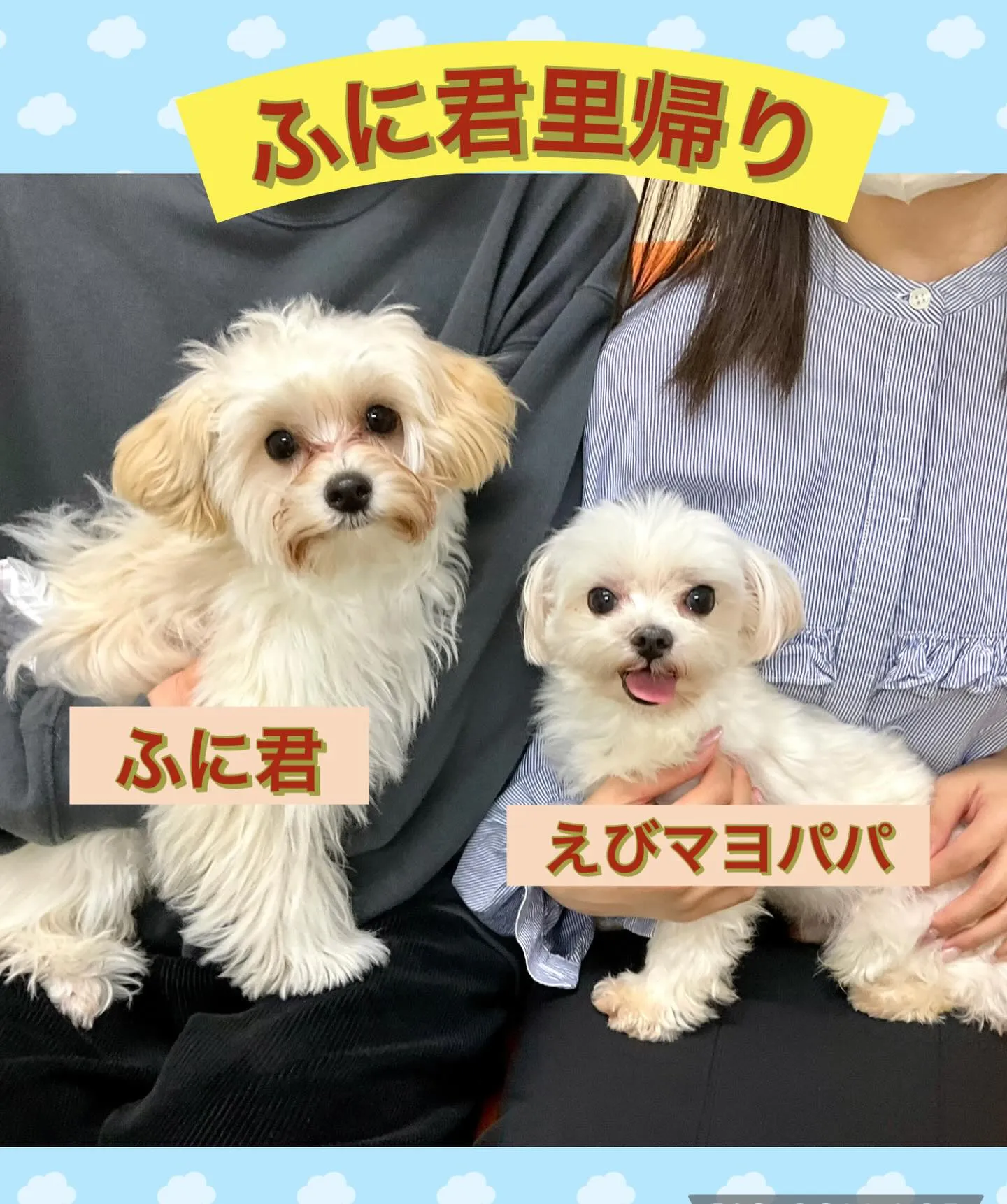 ** ふに君里帰り **