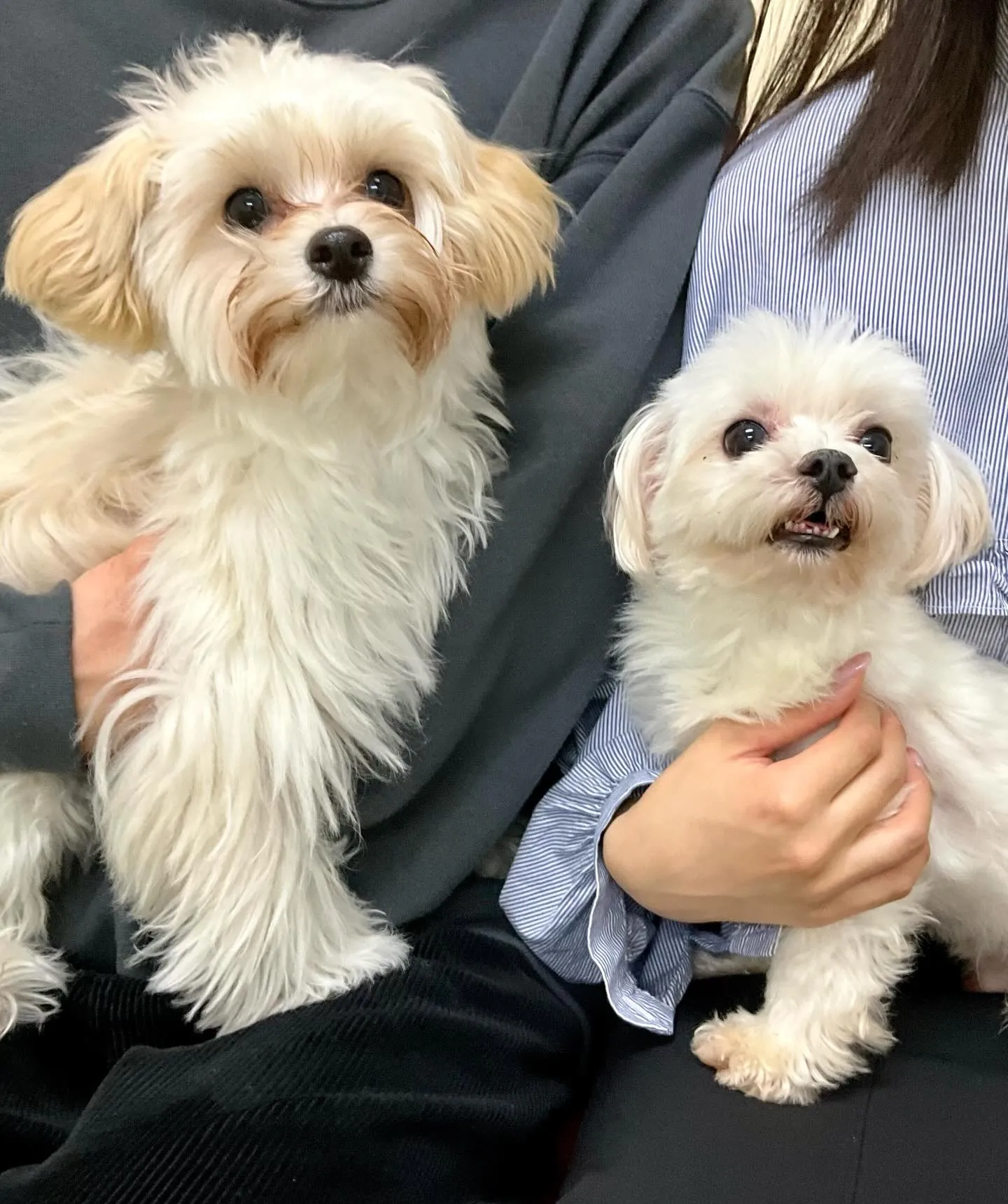 ** ふに君里帰り **