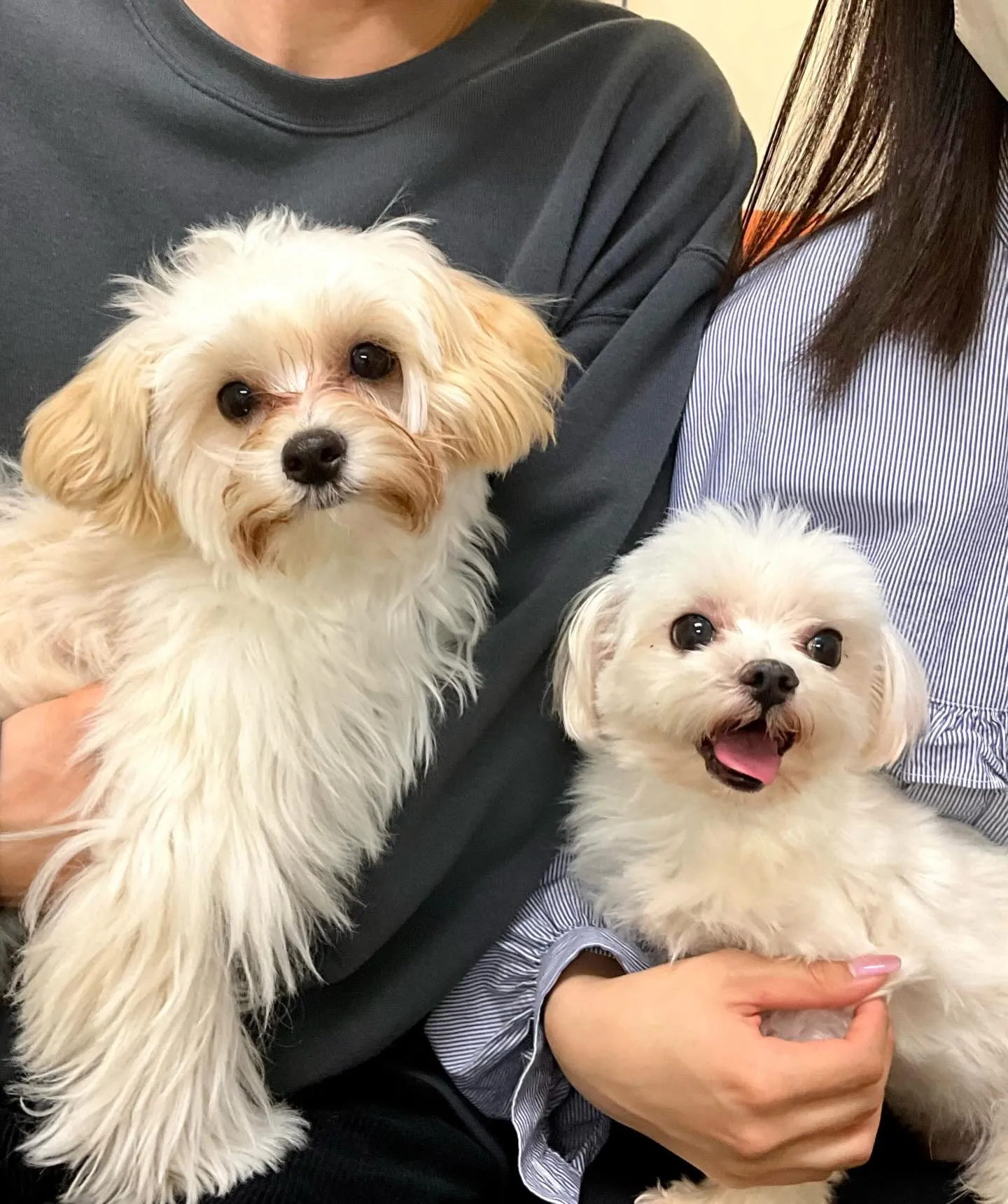 ** ふに君里帰り **