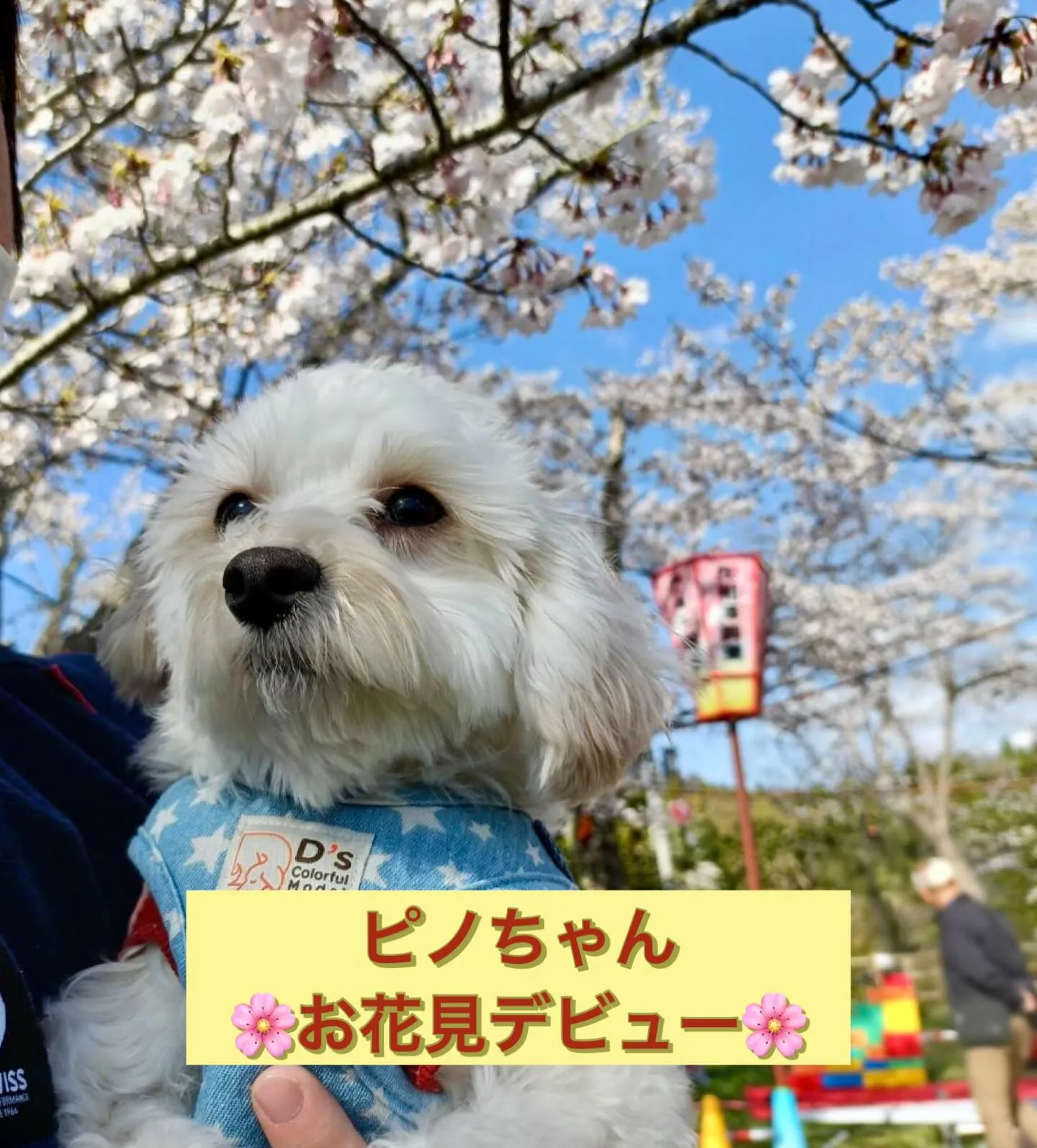 ＊＊ ピノちゃんお花見デビュー🌸 ＊＊