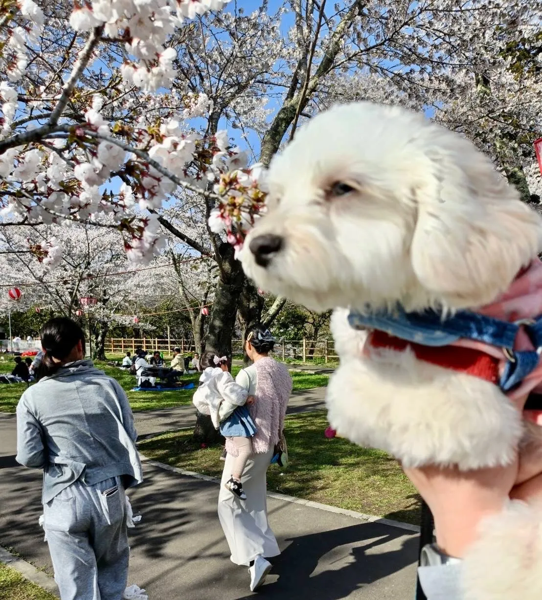 ＊＊ ピノちゃんお花見デビュー🌸 ＊＊