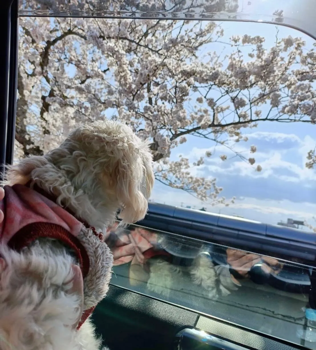 ＊＊ ピノちゃんお花見デビュー🌸 ＊＊