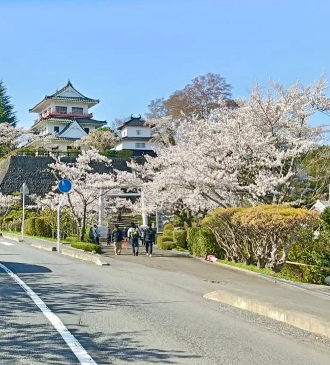 ＊＊ ピノちゃんお花見デビュー🌸 ＊＊