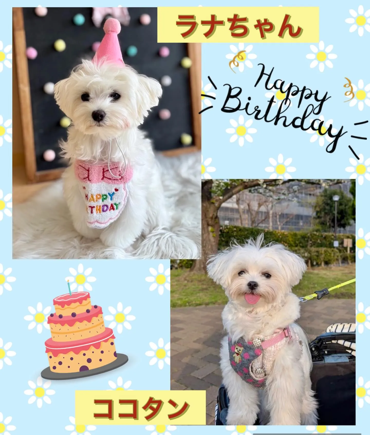 ＊＊ ラナちゃん＆ココタン バースデー ＊＊