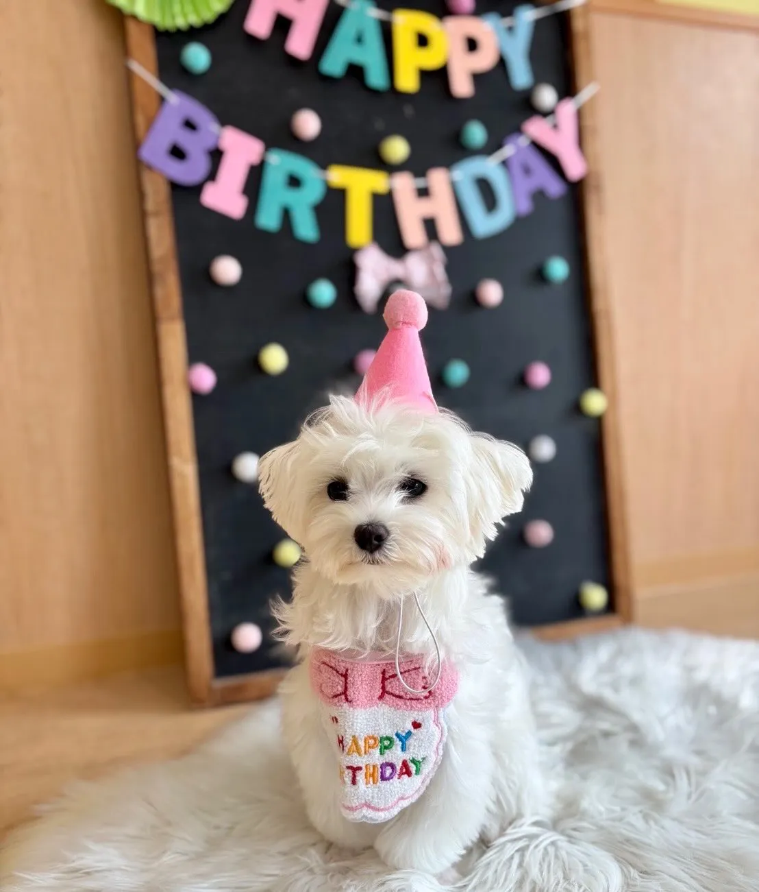 ＊＊ ラナちゃん＆ココタン バースデー ＊＊