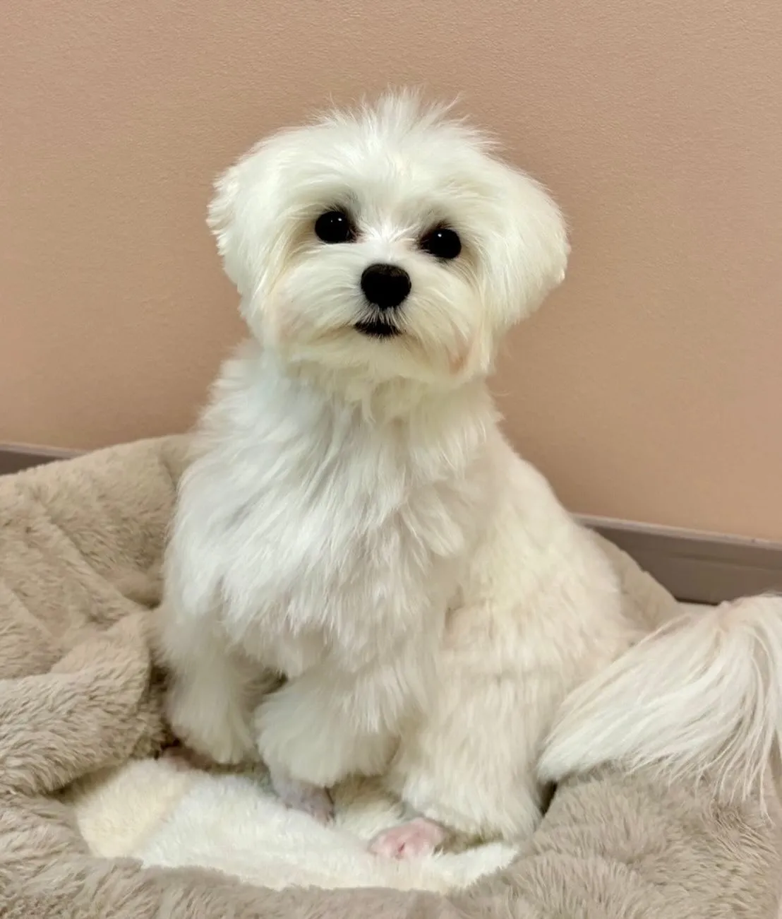 ＊＊ ラナちゃん＆ココタン バースデー ＊＊