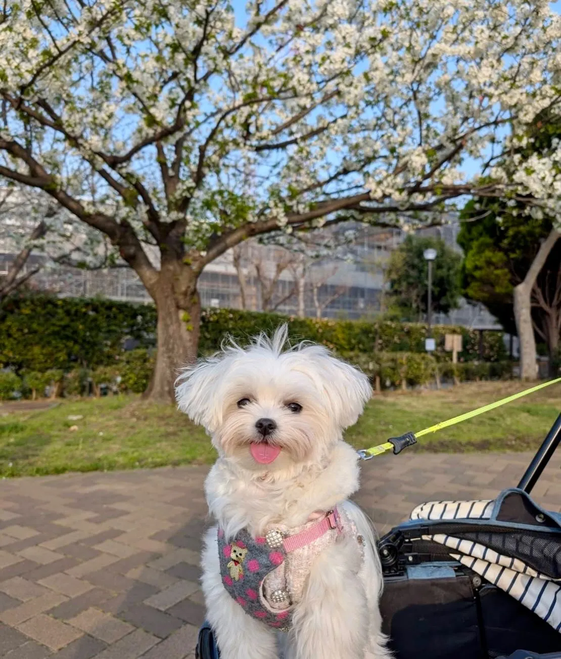 ＊＊ ラナちゃん＆ココタン バースデー ＊＊