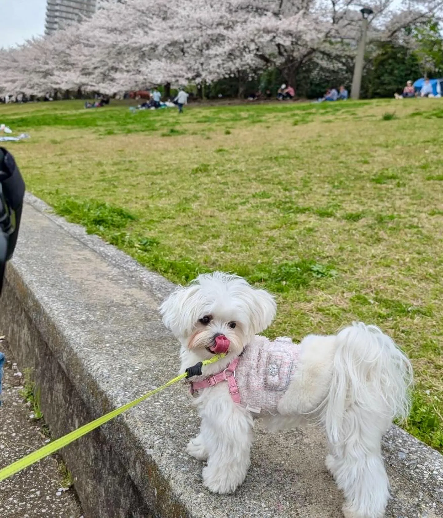 ＊＊ ラナちゃん＆ココタン バースデー ＊＊