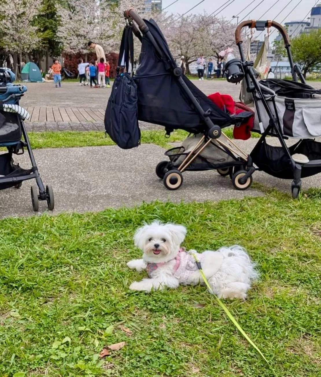 ＊＊ ラナちゃん＆ココタン バースデー ＊＊