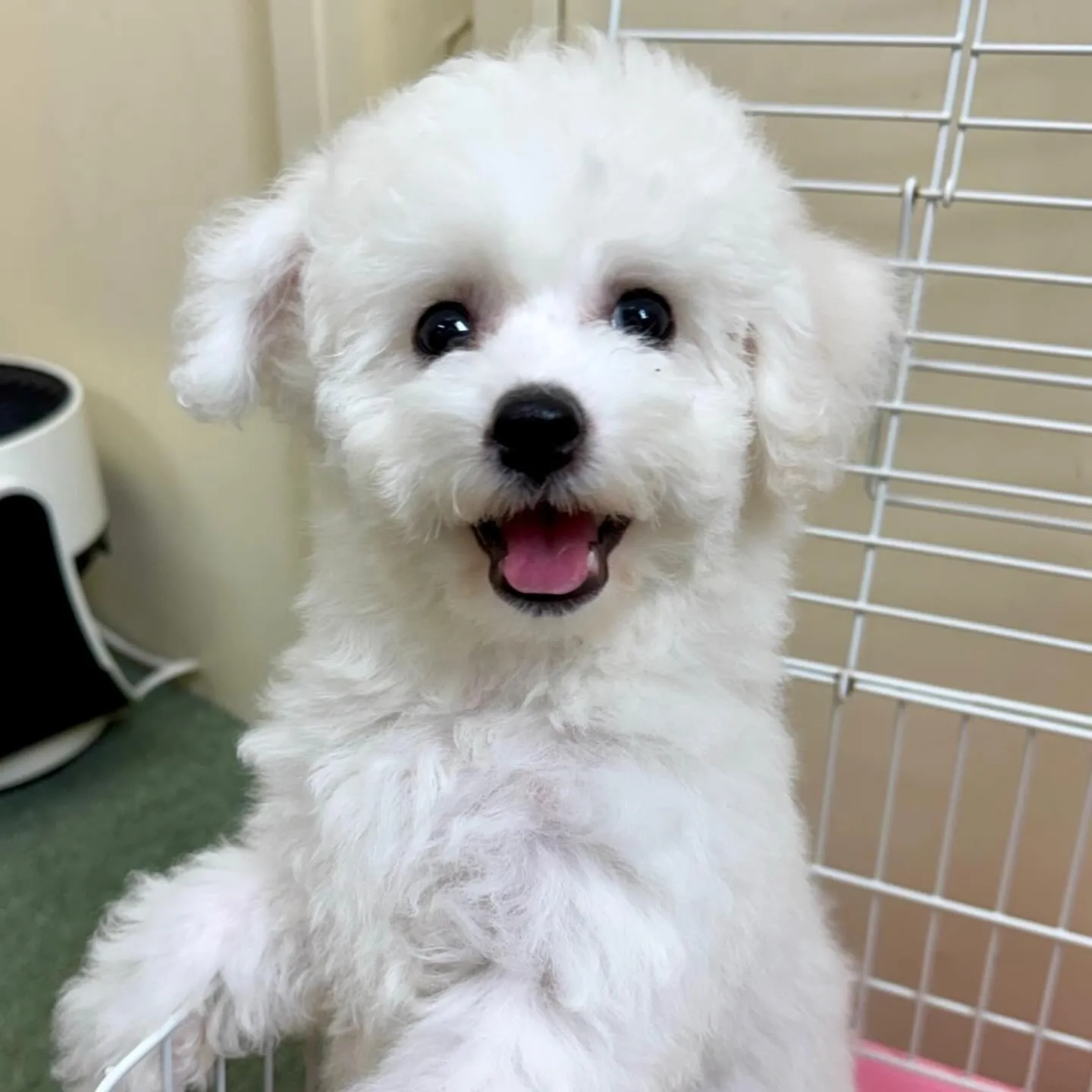 ビションフリーゼの子犬を熊本県で安心してお迎えするための徹底ガイド