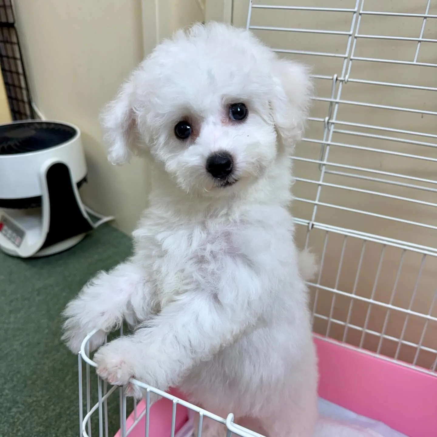 ＊＊ 巣立ち ＊＊