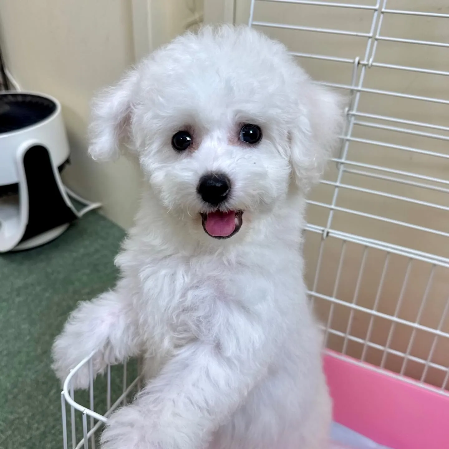 ＊＊ 巣立ち ＊＊