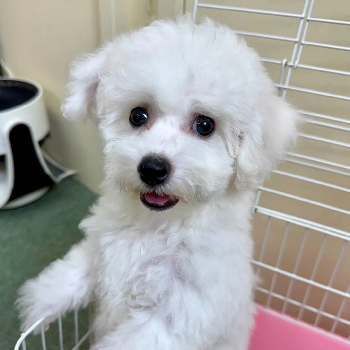 ＊＊ 巣立ち ＊＊