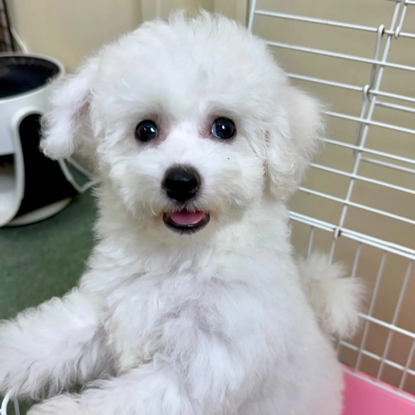 ＊＊ 巣立ち ＊＊