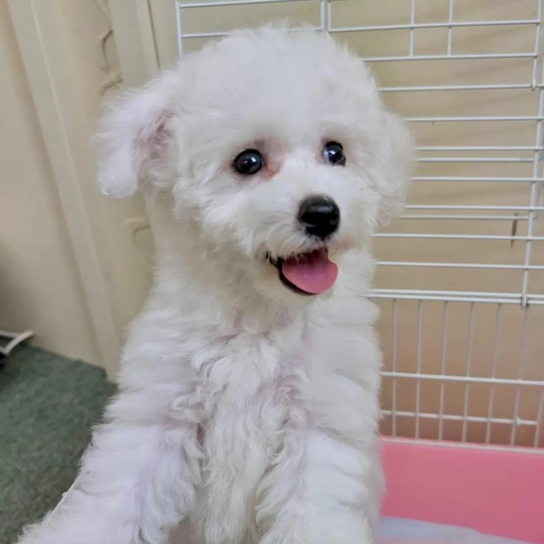 ＊＊ 巣立ち ＊＊