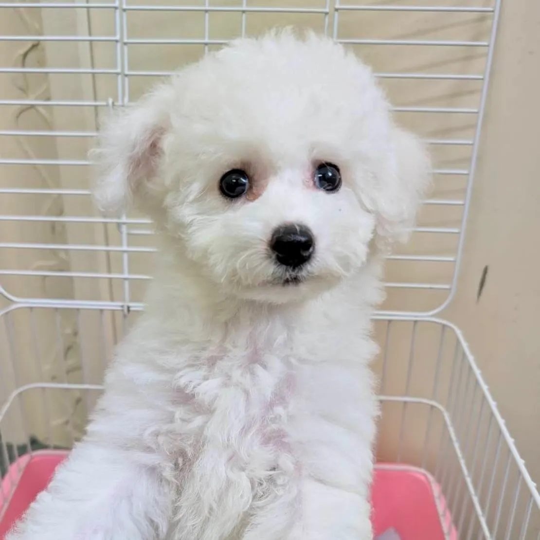 ＊＊ 巣立ち ＊＊