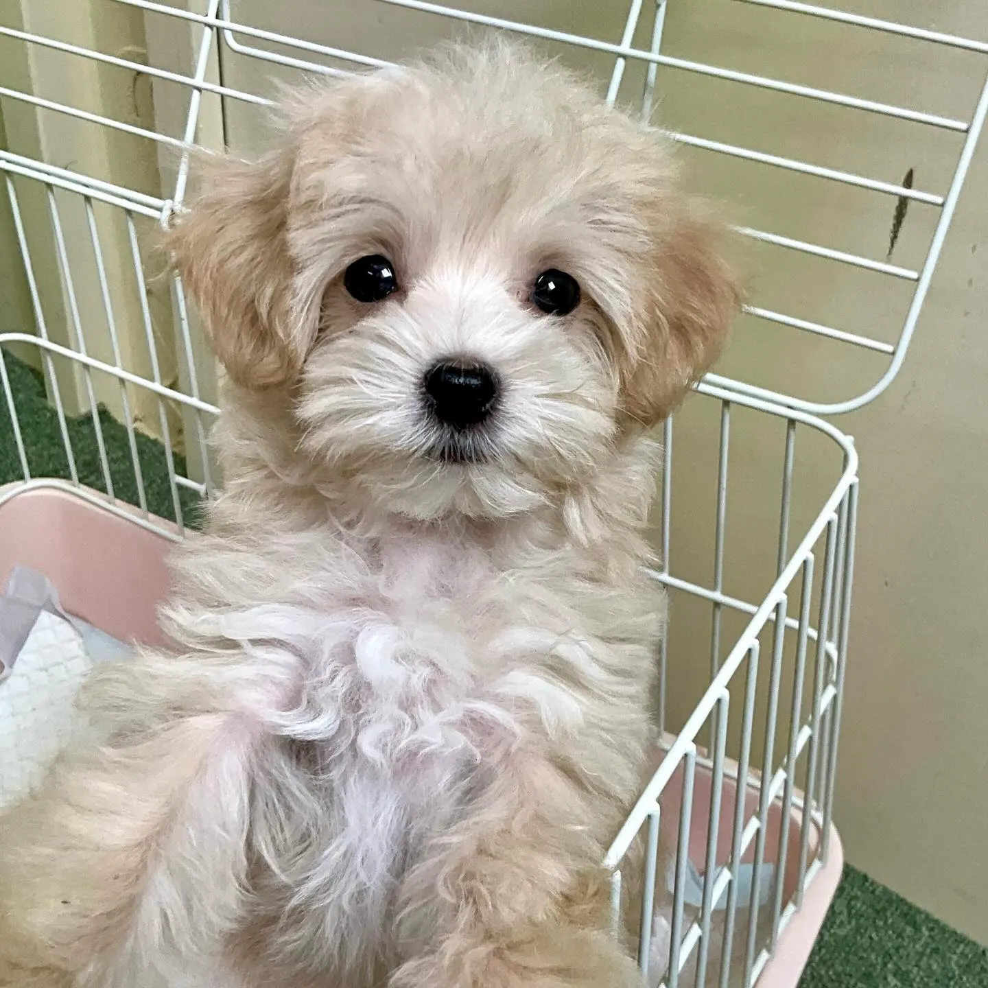 ＊＊ 巣立ち ＊＊