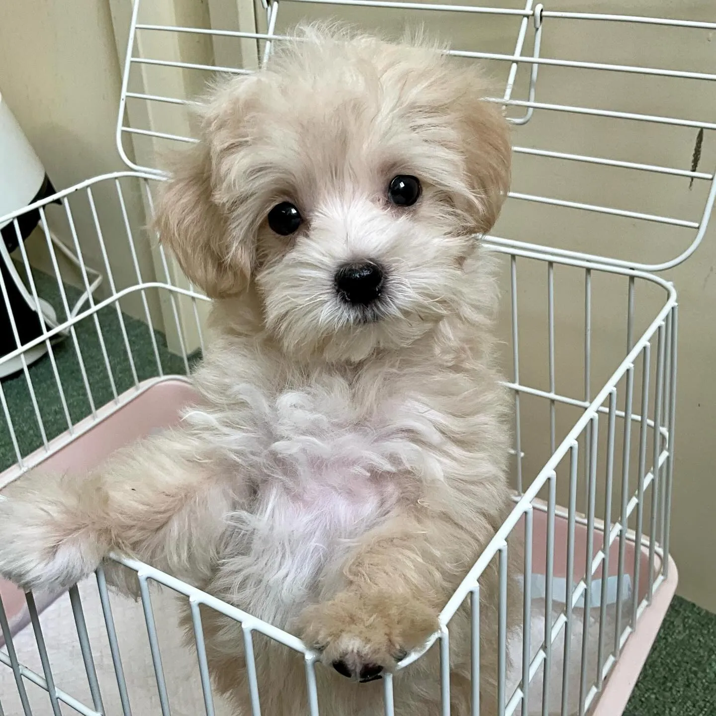 ＊＊ 巣立ち ＊＊