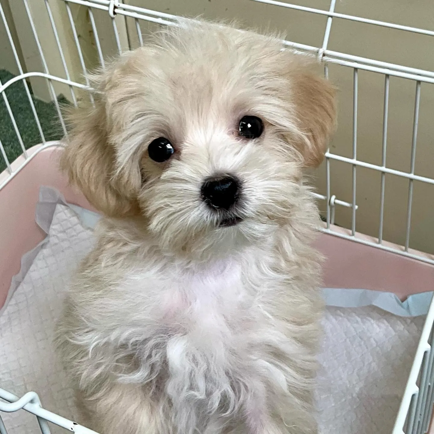 ＊＊ 巣立ち ＊＊