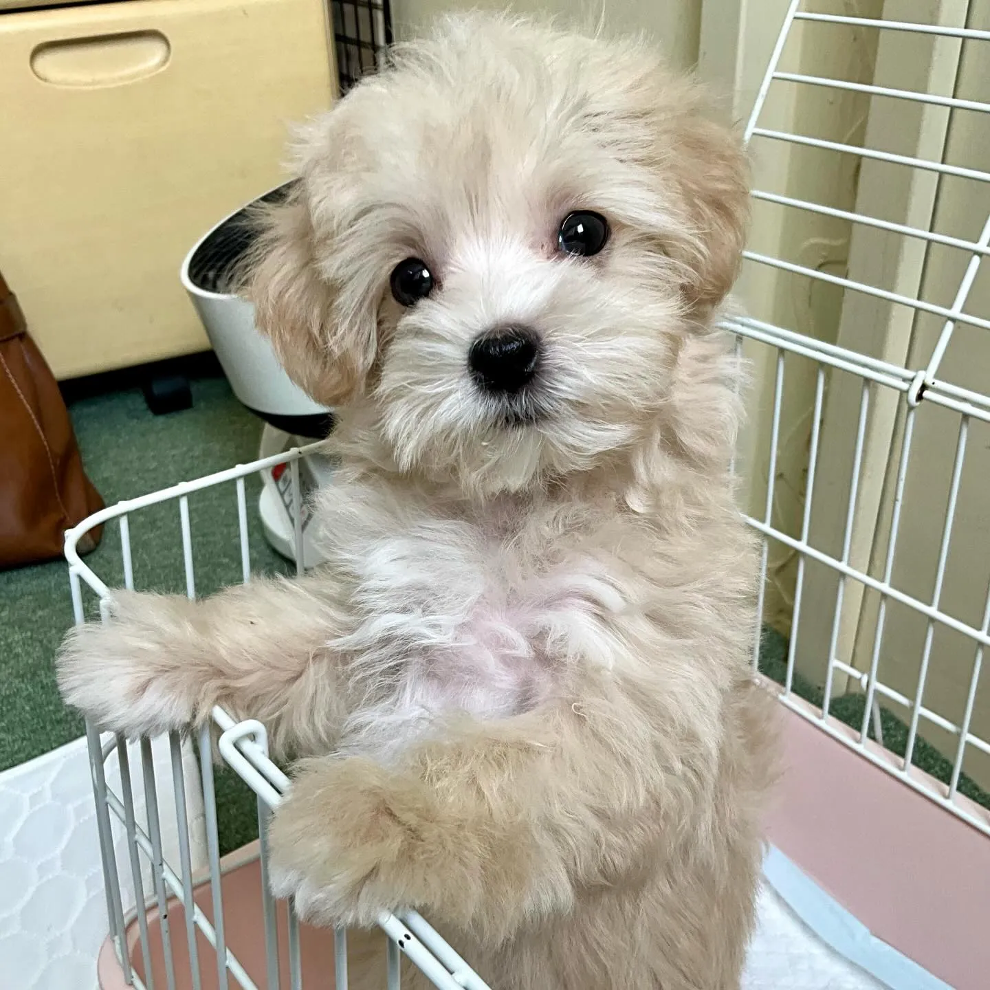 ＊＊ 巣立ち ＊＊