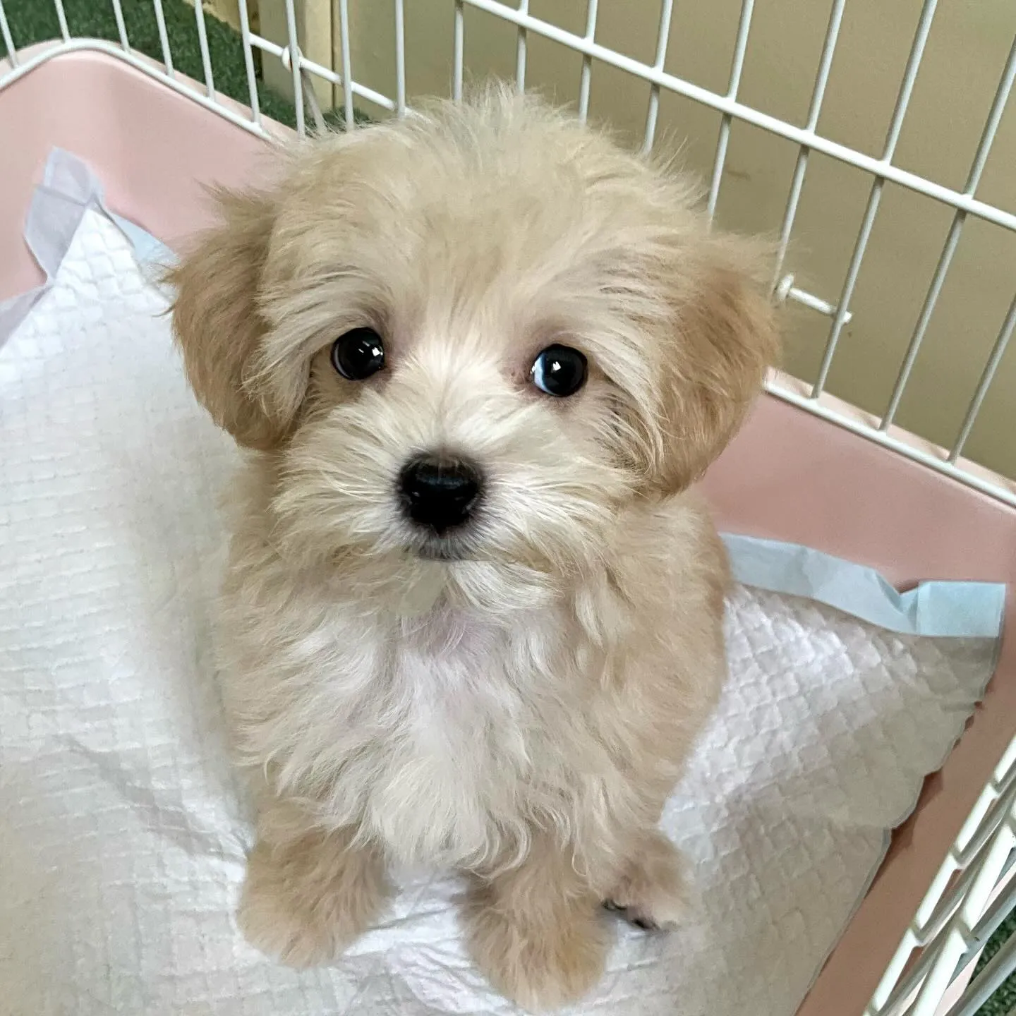 ＊＊ 巣立ち ＊＊