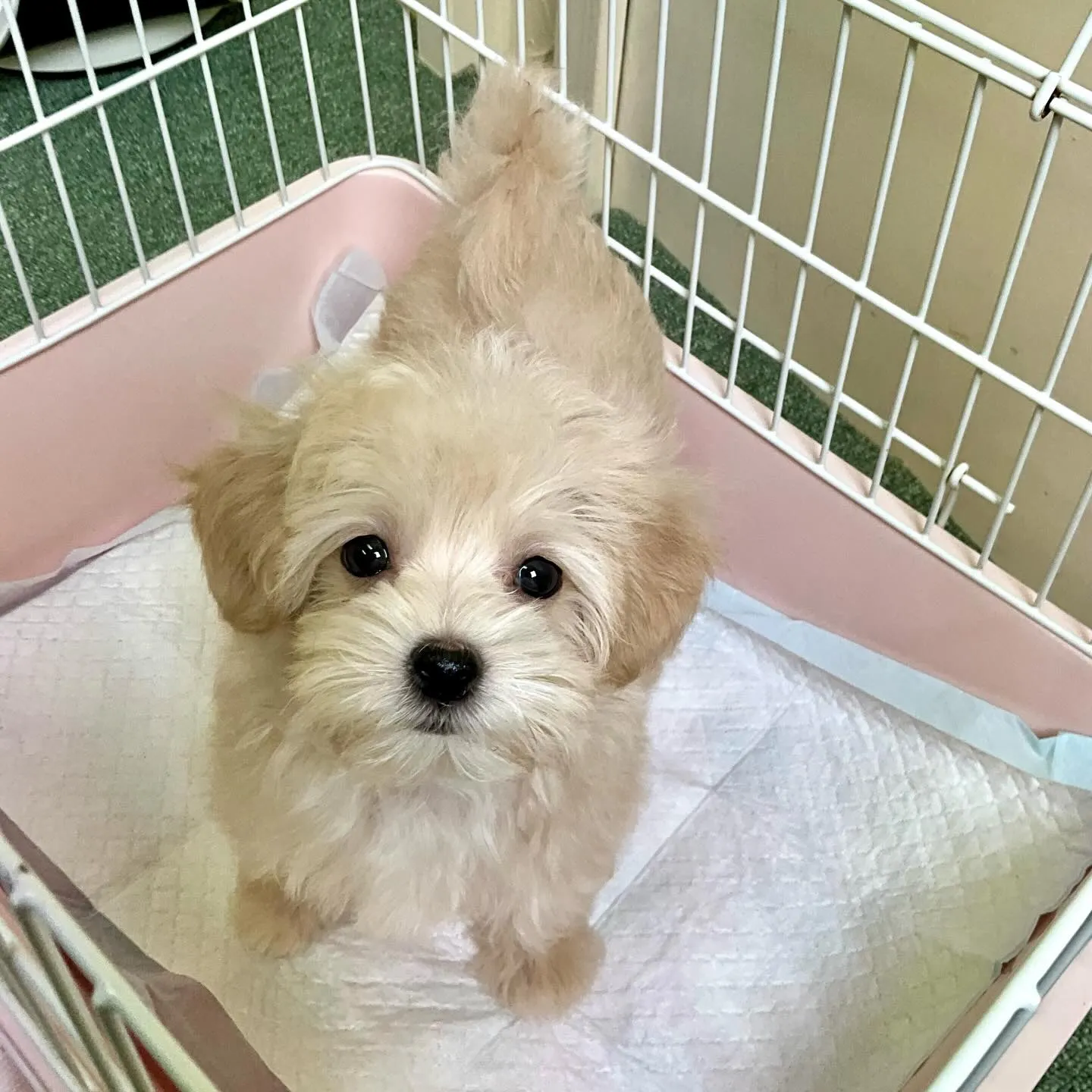 ＊＊ 巣立ち ＊＊