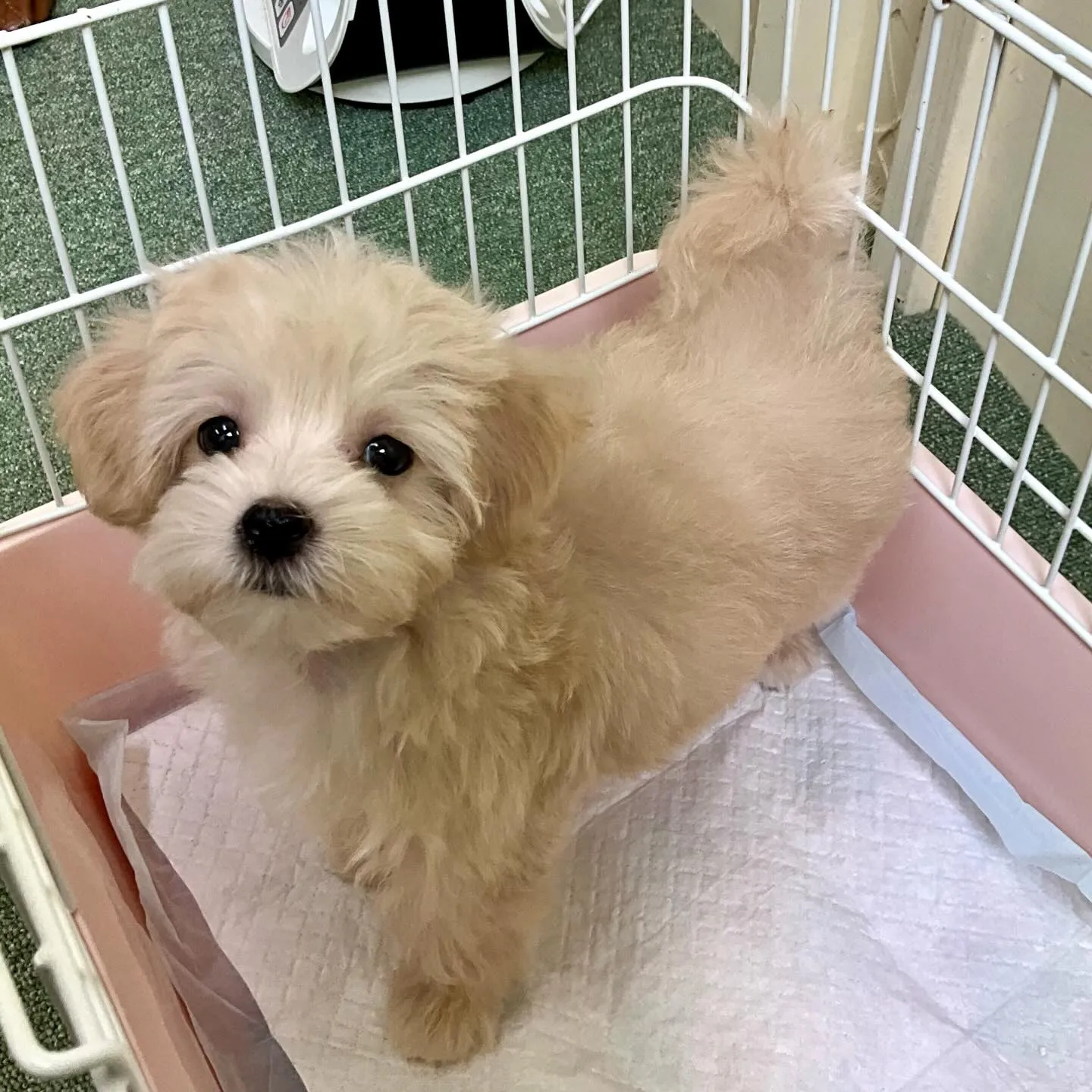 ＊＊ 巣立ち ＊＊