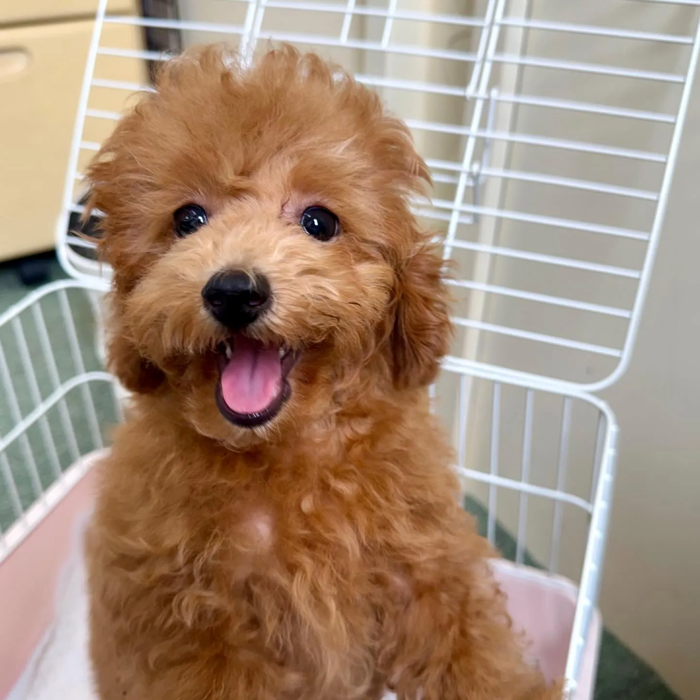 ＊＊ 巣立ち ＊＊