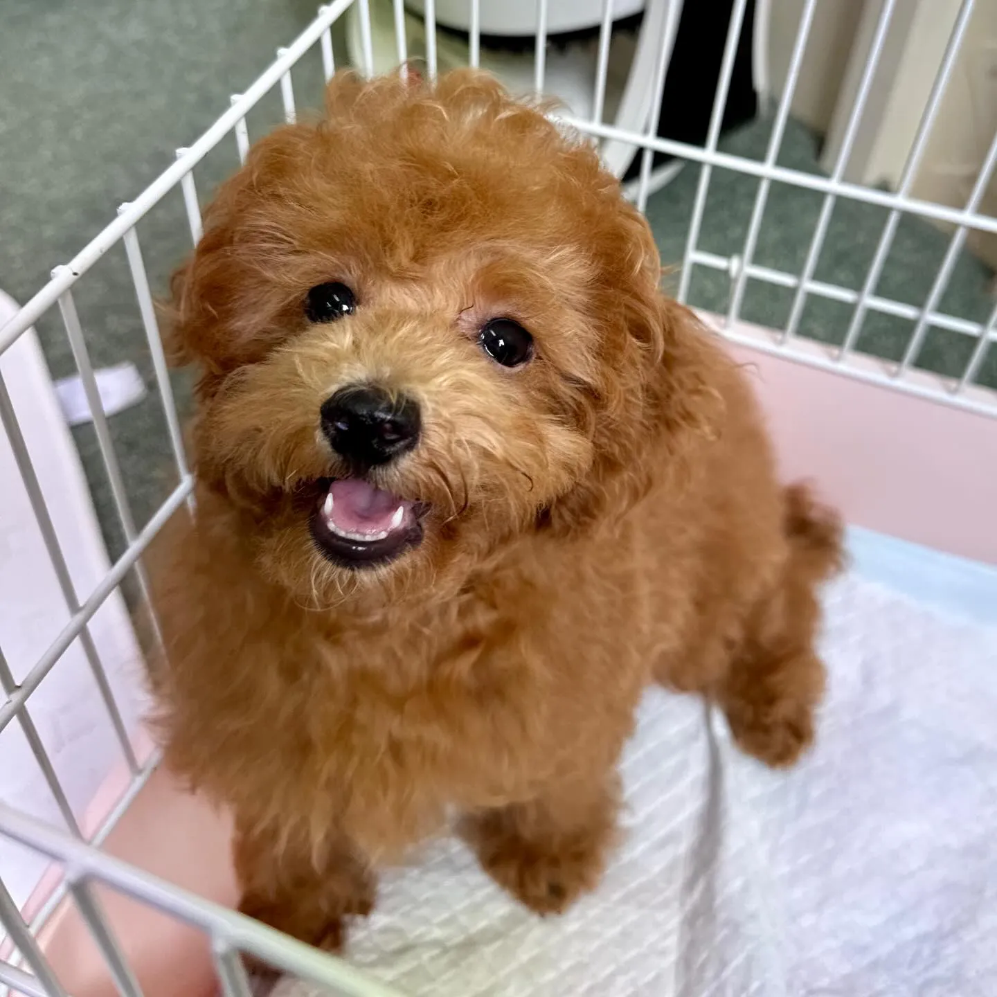 ＊＊ 巣立ち ＊＊