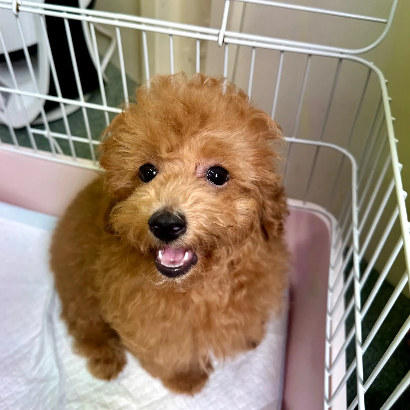 ＊＊ 巣立ち ＊＊