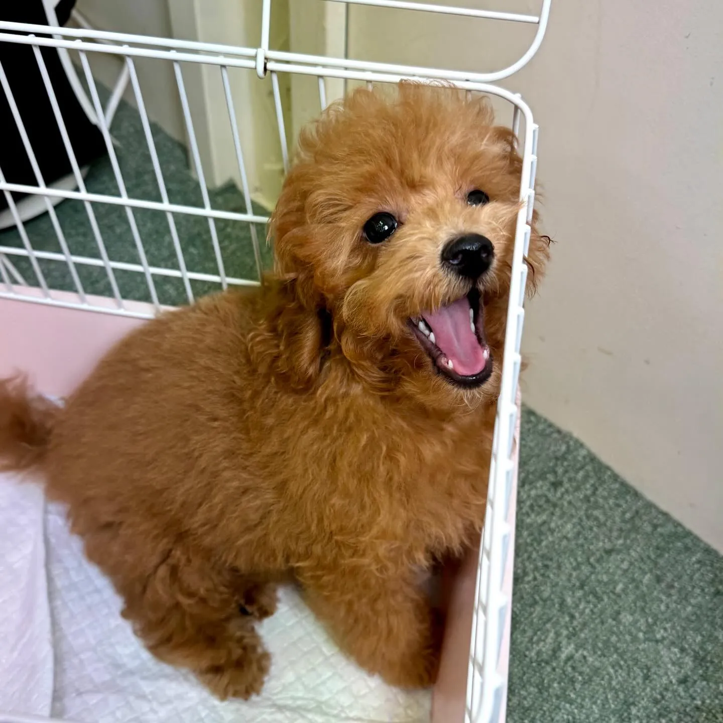 ＊＊ 巣立ち ＊＊