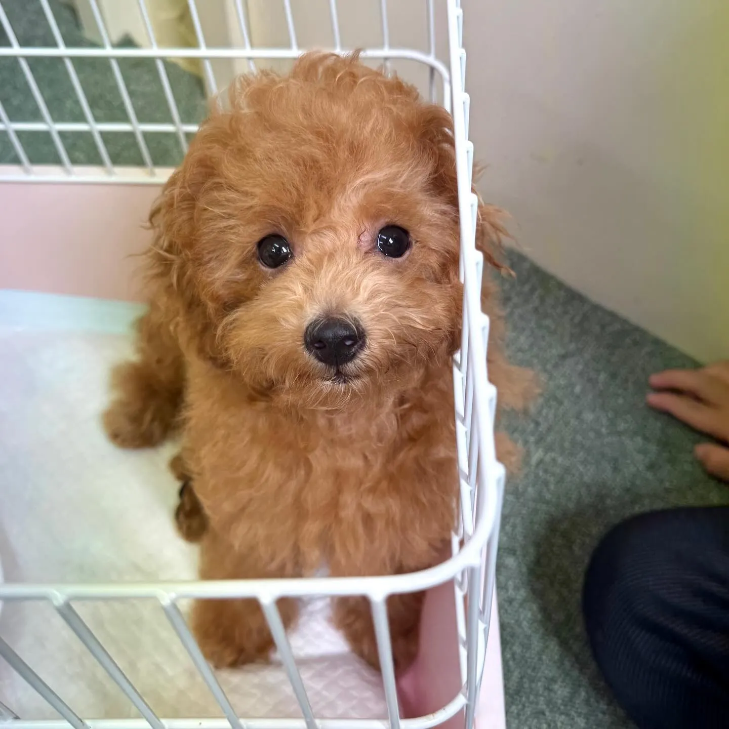 ＊＊ 巣立ち ＊＊