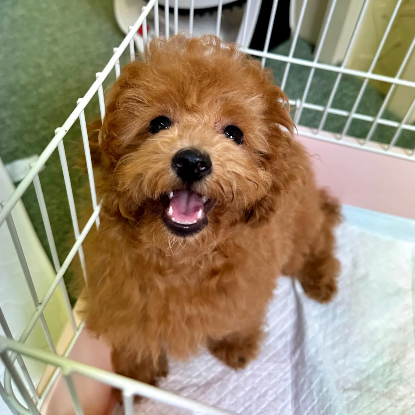 ＊＊ 巣立ち ＊＊